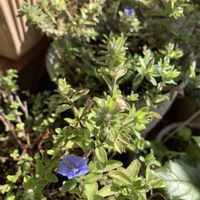 アメリカンブルー,マイガーデン,和む,やさしい気持ち,愛の花♡の画像