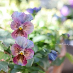 ビオラ・なごみももか・しんしん,花のある暮らし,緑のある暮らし,HTC,信楽狸倶楽部の画像