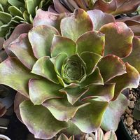 キリマンジャロ,キリマンジャロ,魅金ローズ,魅金ローズ,多肉植物の画像