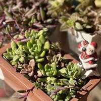 ルビーネックレス,春萌, ブロンズ姫,多肉植物,クリスマスの画像