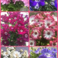 アマリリス,サイネリア,今日のお花の画像