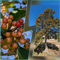 クロガネモチ,クロガネモチ,花のある暮らし,植物好き,自然の不思議の画像