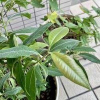 レモンマートル,われら17年組,GS鹿児島,8日は葉っぱの発表会,玄関アプローチの画像