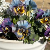 ビオラ　アイクルール,ビオラ　アイクルール,寄せ植え,花のある暮らし,ビオラ・パンジーの画像