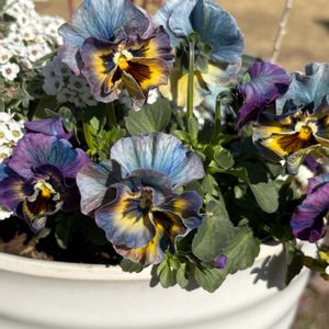 ビオラ　アイクルール,ビオラ　アイクルール,寄せ植え,花のある暮らし,ビオラ・パンジーの画像