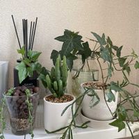 グリーンネックレス,ヘデラ,アイビー,リプサリス,セレウス ペルヴィアヌスの画像