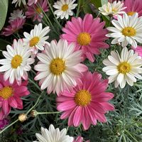 マーガレット,お出かけの画像