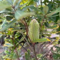 カリステモン,バンクシア,オージー・プランツの画像