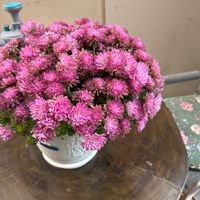 オオベンケイソウの画像