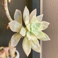 パラグアイエンセラベンダーフォーム,ラベンダーフォーム,多肉植物,多肉大好き,多肉中毒の画像