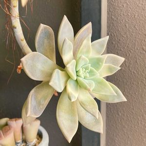 パラグアイエンセラベンダーフォーム,ラベンダーフォーム,多肉植物,多肉大好き,多肉中毒の画像