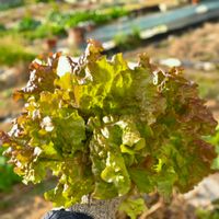 サニーレタス,初心者,植物大好き,カメラ女子,貸し農園の画像