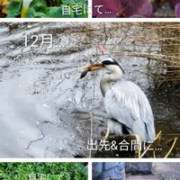 オキザリス,キク,カタバミ,ローダンセマム プチマカロン,番外編　♪♪の画像