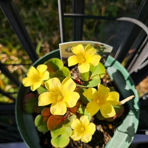 オキザリス 名月のめぐみ,鉢植え,明るい日陰,プランター,ガーデニング初心者の画像