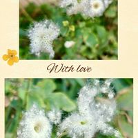 秋明菊,秋明菊の綿毛,今年も会えたね♪,みんなが幸せに〜〜♡,花後の姿の画像