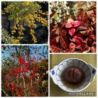 ナンテン,ハツユキカズラ,ミモザ,今年の多年草,今年の庭木の画像