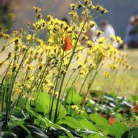 ウメモドキ,ウメモドキ,ツワブキ,ツワブキ,カキの画像