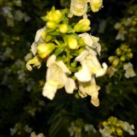 アンゲロニアの画像