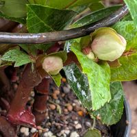 ヤブラン,花のある暮らし,富山支部の画像