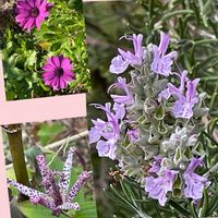 ホトトギス,ローズマリー,オステオスペルマム,花のある暮らし,スマホ撮影の画像