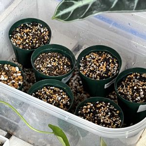 アロカシア,観葉植物,成長記録,アロイド,アロカシア　小芋栽培の画像