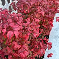 ドウダンツツジ,カシワバアジサイ・ハーモニー,オタフクナンテン,キミノセンリョウ,ダルマハギの画像