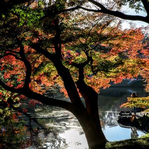 モミジ,紅葉,散歩,庭園,お出かけ先の画像