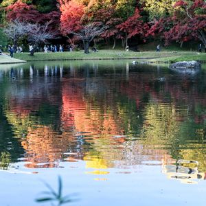 モミジ,紅葉,銀杏,イチョウ,散歩の画像
