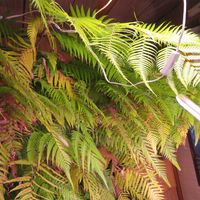 タカワラビ,キンモウコウ,ジオ・ゴールデン・ボバイン,観葉植物,癒しの画像