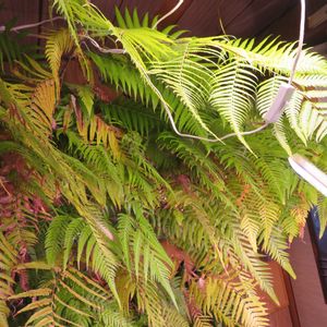 タカワラビ,キンモウコウ,ジオ・ゴールデン・ボバイン,観葉植物,癒しの画像