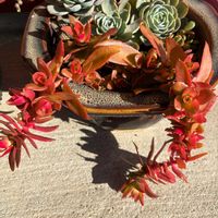 火祭り,火祭りの画像