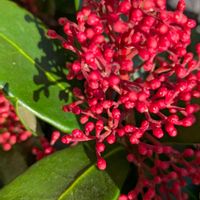 生け垣,植木鉢,花いろいろ,バラと夢CLUB,おうち園芸の画像