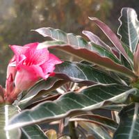 アデニウム,アデニウム クリスパム,アデニウム・ソマレンセ　クリスパム,アデニウム・ソマレンセ　クリスパム,花芽の画像