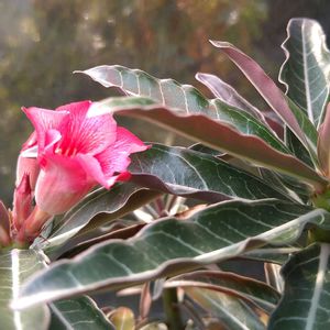 アデニウム,アデニウム クリスパム,アデニウム・ソマレンセ　クリスパム,アデニウム・ソマレンセ　クリスパム,花芽の画像