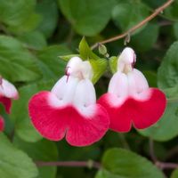 サルビア,名城公園,今日のお散歩,歩くの大好き♡の画像