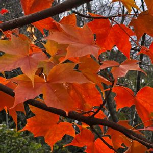 サトウカエデ,散歩道,花のある暮らし,山野草大好き,8日は葉っぱの発表会の画像