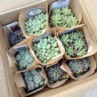 乙女心,天使の雫,ブルービーン,パープルドリーム,ピンクエッジの画像