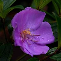 ノボタン,ノボタン,散歩道,花のある暮らし,淡いピンクのおはなの画像