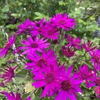 サイネリア,バラ,ビオラ・ももか,ぞうさん ビオラ,サイネリアセネッティの画像