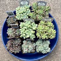 乙女心,天使の雫,ブルービーン,パープルドリーム,ピンクエッジの画像