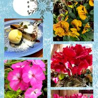 アリッサム,カレックス,シクラメン,ゼラニウム,葉牡丹の画像