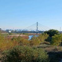 無花果,花梨,温州みかん,トキワガマズミの画像