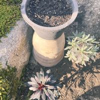 ムスカリ,ユーフォルビアブラックバード,ユーフォルビアシルバースワン,葉っぱ好き,葉っぱ派の画像