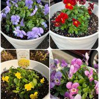 ストック,ドウダンツツジ,バコパ,ポインセチア,火祭りの画像