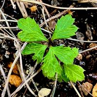 バイカオウレン,山野草,絶滅危惧種,キンポウゲ科,常緑多年草の画像