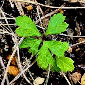 バイカオウレン,山野草,絶滅危惧種,キンポウゲ科,常緑多年草の画像