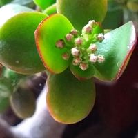 金のなる木,金のなる木,金の成る木の蕾,我が家の多肉,我が家のお花達❣️の画像