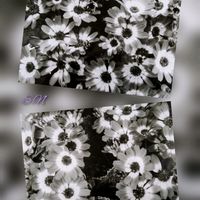 サイネリア,サイネリア,ダリア,ユッカ,ルーチェの画像