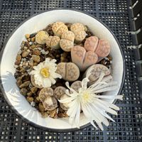 リトープス,令和のメメ,多肉大好き,お気に入り♡,かわいいな♡の画像