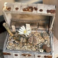 リトープス,琥珀玉,珊瑚玉,花紋玉,多肉植物の画像